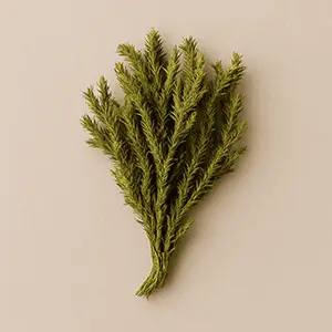 Synadentix Ingredient