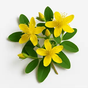 Synadentix Ingredient